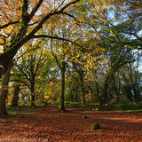Ballyannon-Woods-Nov-2019 0042