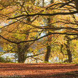 Ballyannon-Woods-Nov-2019 0048