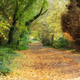 Ballyannon Woods Nov 2019_1
