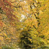 Ballyannon Woods Nov 2019_15