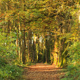 Ballyannon Woods Nov 2019_9