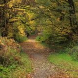 Ballyannon Woods Nov 2019_10
