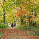 Ballyannon Woods Nov 2020_2