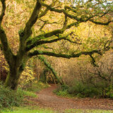 Ballyannon Woods Nov 2020_1