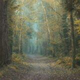 Ballyannon Woods Oct 2021 3