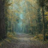 Ballyannon Woods Oct 2021 1