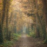 Ballyannon Woods Oct 2021 4