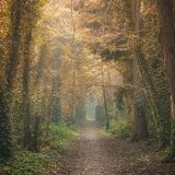 Ballyannon Woods Oct 2021 2