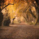 Ballyannon Woods Oct 2021 7