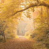 Ballyannon Woods Oct 2021 8