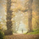 Ballyannon Woods Oct 2021 9