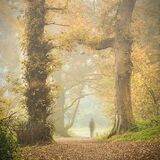 Ballyannon Woods Oct 2021 5