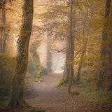 Ballyannon Woods Oct 2021 10