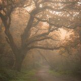 Ballyannon Woods Oct 2021 12