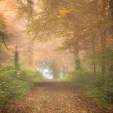 Ballyannon Woods Oct 2021 13