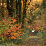 Ballyannon Woods Nov 2019_2