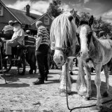 Cahermee Horse Fair