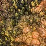 Canopy