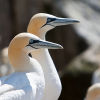 Gannets