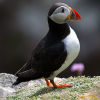 Puffin