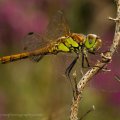 Dragonfly on Branch