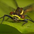 Green Damsel