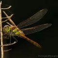 Sunlit Dragon