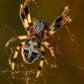 Insects-2015 0795