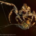 Insects-2015 0837
