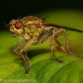 Insects-2015 0919