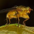Insects-2015 0922