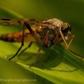 Insects-2015 1010