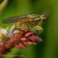 Insects-2015 1074