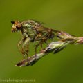 Insects-2015 1099