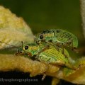 Insects-2015 1147
