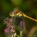 Dragonfly on Thistle