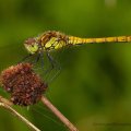 Common Darter_2