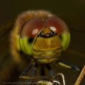 Darter Detail