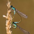 Mating Pair