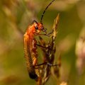 Red Back