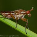 Marsh Fly