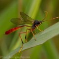 Insects-2015 2912