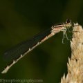 Insects-2015 2984