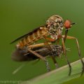 Insects-2015 3082