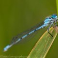 Insects-2015 3092