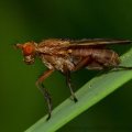 Insects-2015 3169