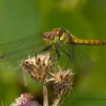 Common Darter