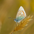 Common Blue