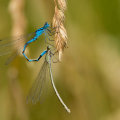 Making Damsels