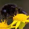Nectar Hunting